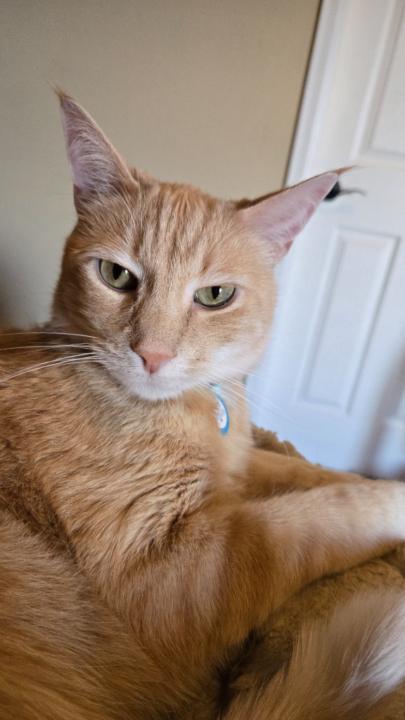 Channy Cat