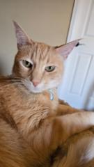 Channy Cat