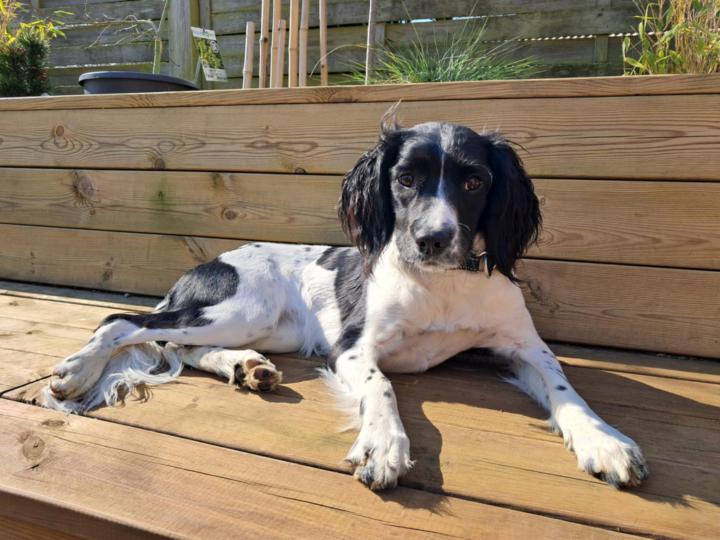 Nicolai Schmeltz Nielsen