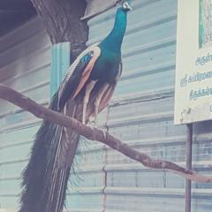 Karthik K