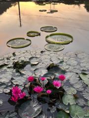 菀翎 盧
