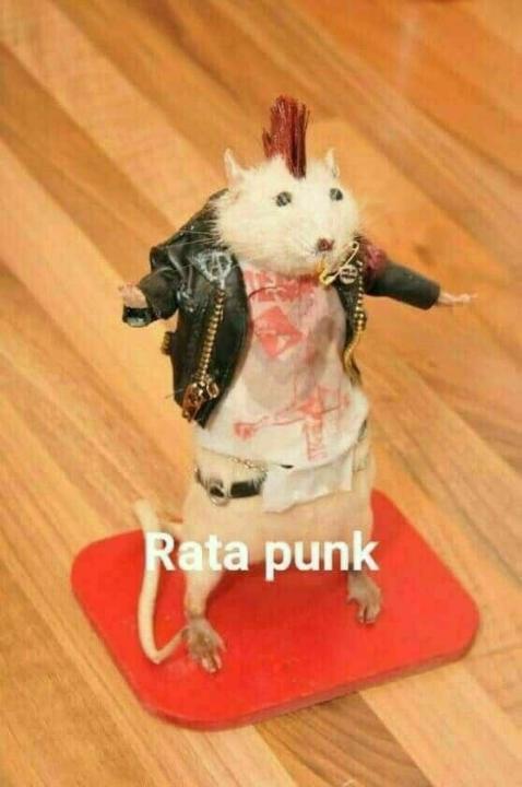 Aysu Aysu