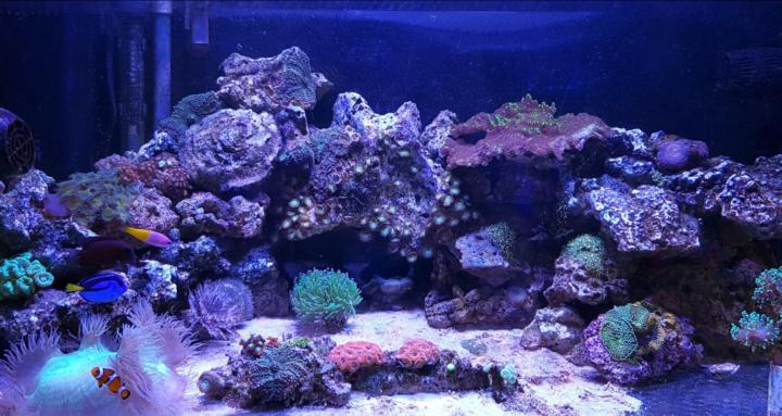 ReefersBunker