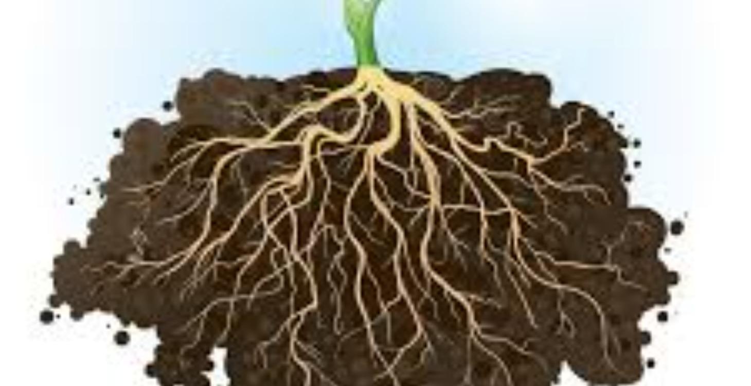 Root Reset- The Foundation