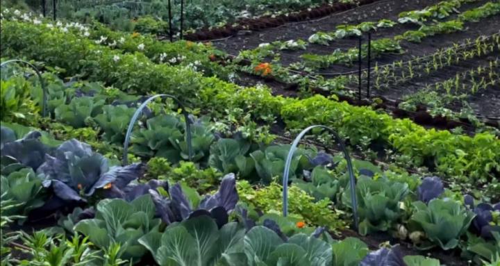 Homestead Accelerator