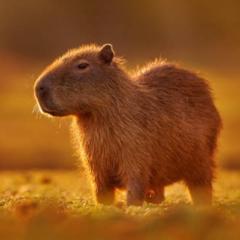 Capybara Stich