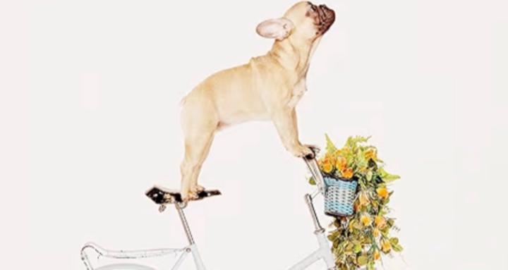 Natural Pet Wellness Community