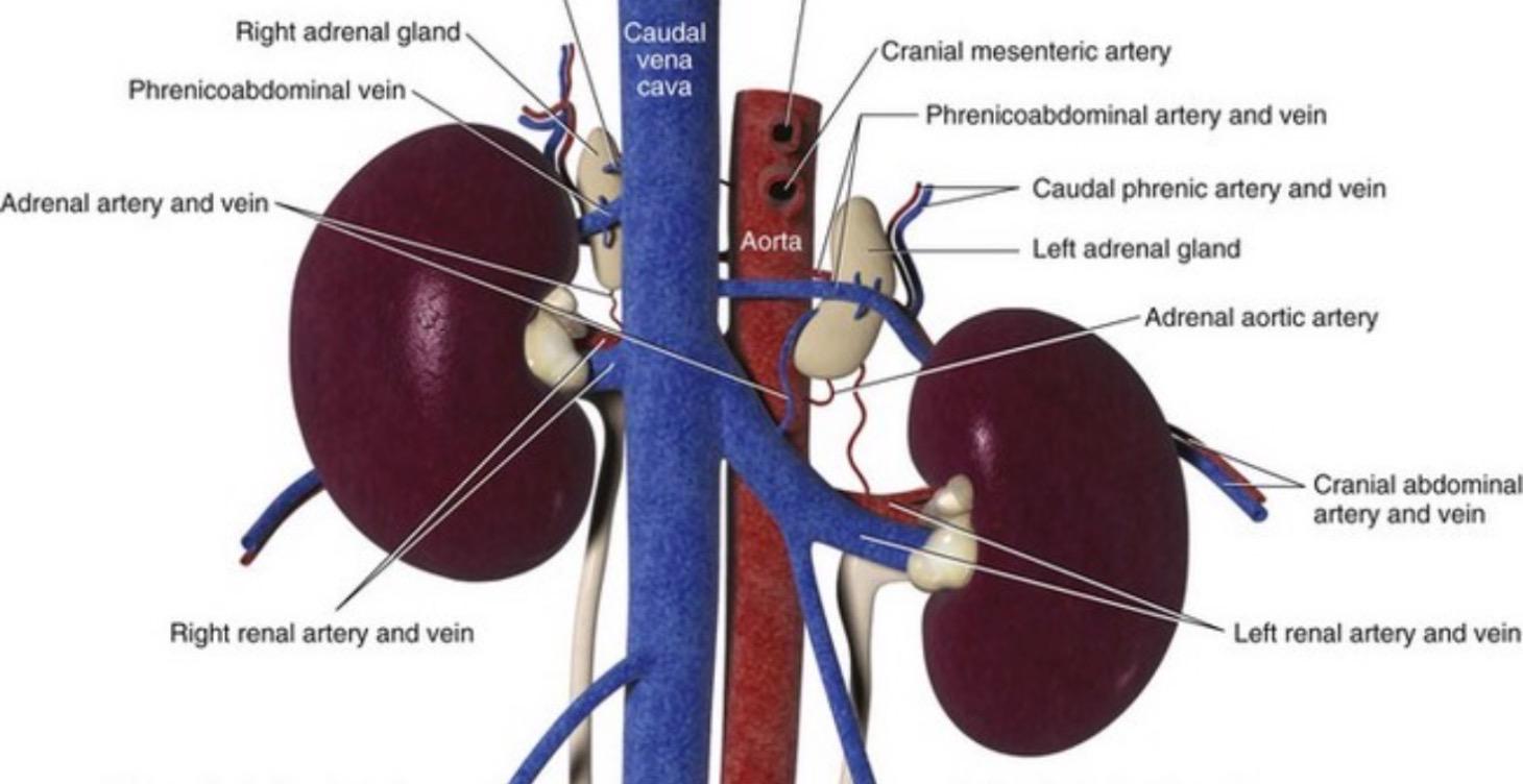 Canine Addison Disease
