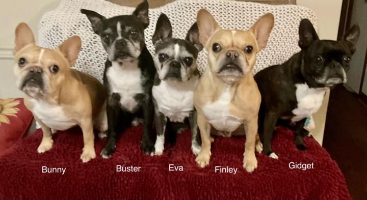 Show a picture of a funny thing you caught your pet doing this week 