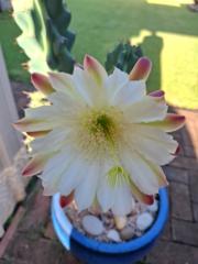 Carol Cooper