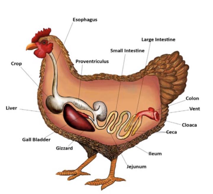 Poultry Digestive System: How Chickens Process Feed Differently
