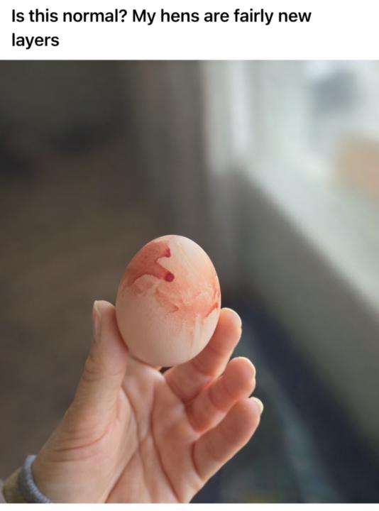 Bloody Eggs from New Layers: Normal or Red Flag?