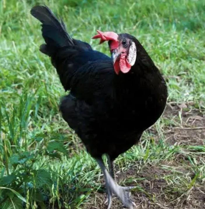 ☀️ Heat-Tolerant Breeds: Genetic Adaptations to Hot Climates