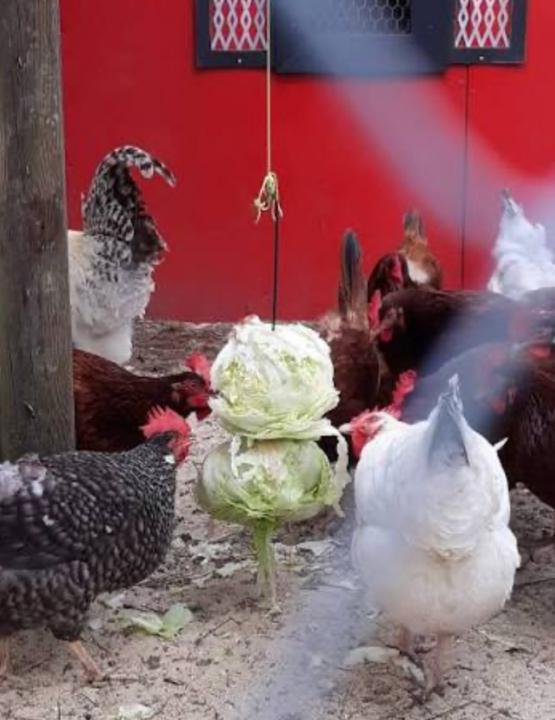 Winter Treats for Your Flock: Let's Share What Works! 🐔
