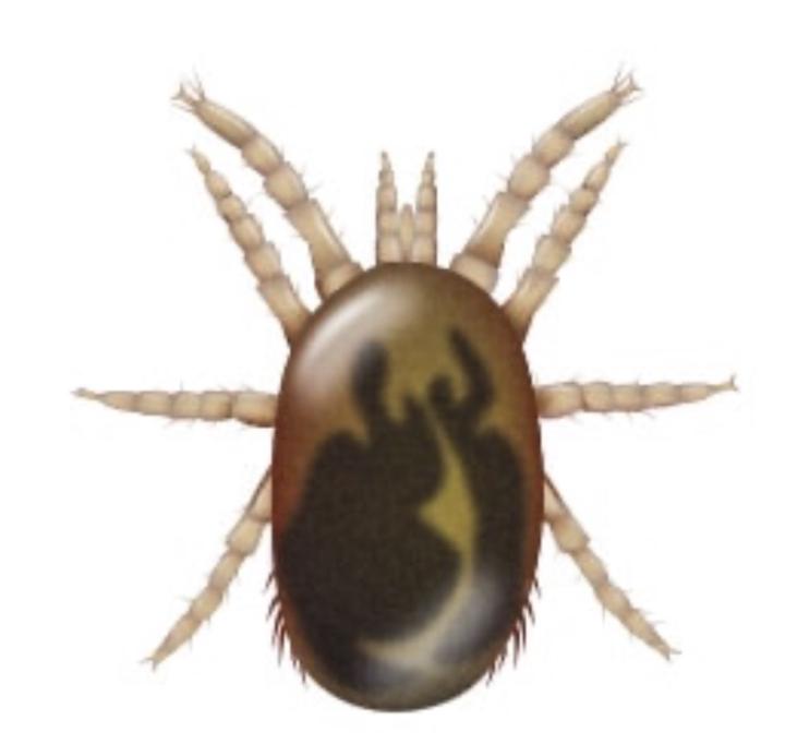 Northern Fowl Mite: Life Cycle & Treatment Protocols