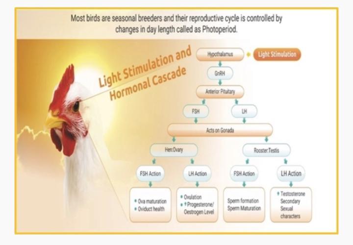 💡 Light & Egg Production: Why Photoperiod Matters So Much