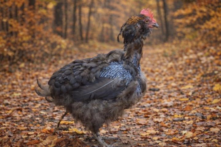 🪶 Molting Science: Why Chickens Lose Feathers & What They Need