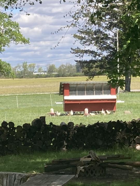 The "Hen Hotel": a moveable coop for 50 birds 🐔
