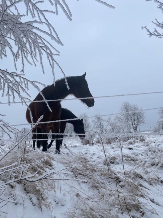 Agnieszka Nadratowska