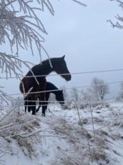 Agnieszka Nadratowska