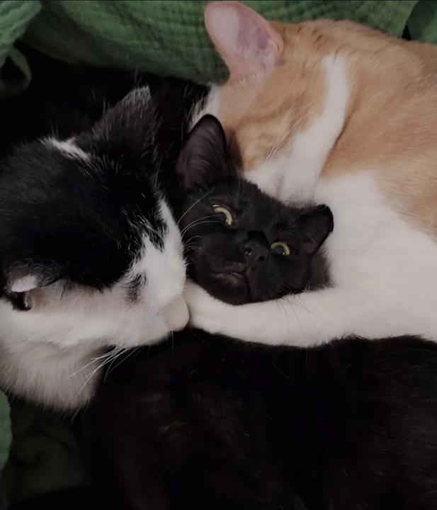 Mickael Estrada-Lévesque