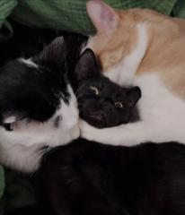 Mickael Estrada-Lévesque