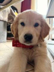 Χρύσα Κυπραίου