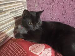 Aidee Badillo