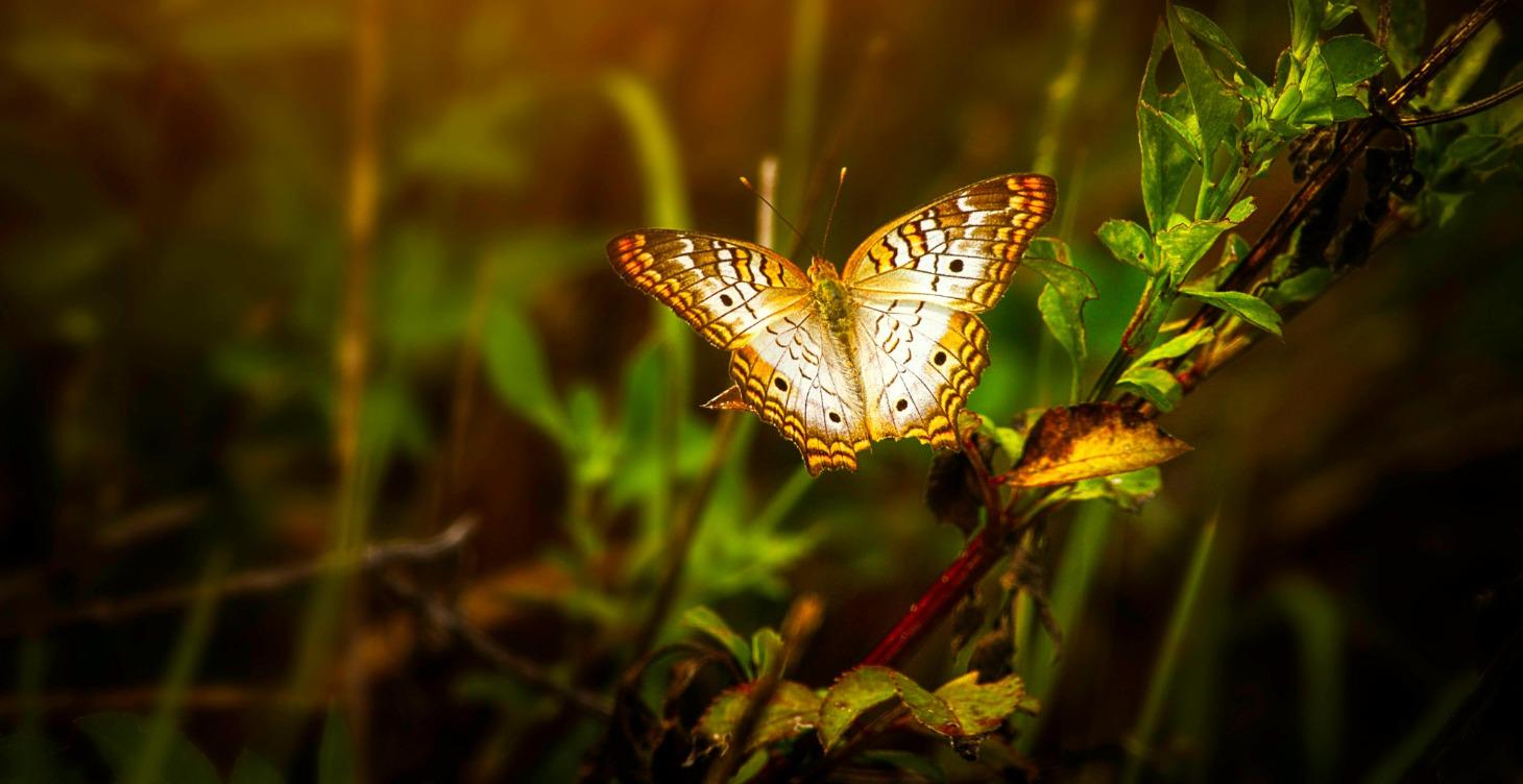 21 días. Principio del cambio Online (en breve)