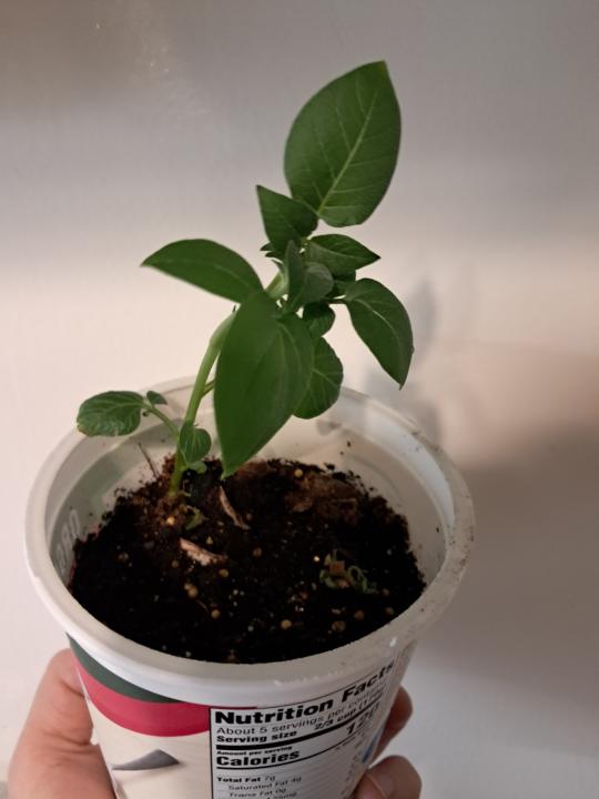 Start your homesteading/ resilience journey today....