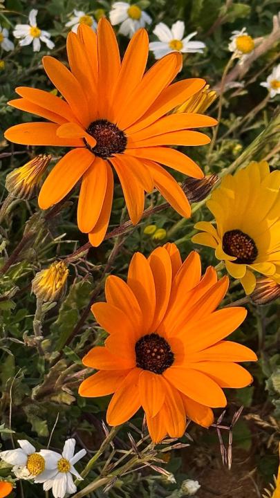 عبدالعزيز الحمادي