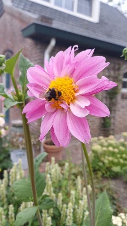 Carmen van Hoogstraten