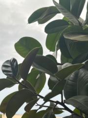 Maria fernanda Dueñas escudero