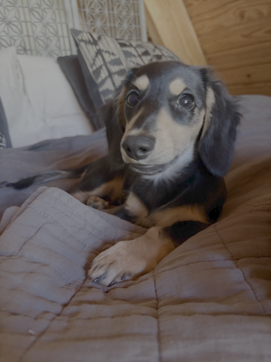 Claude diagnosed my puppy before I panicked and called the vet