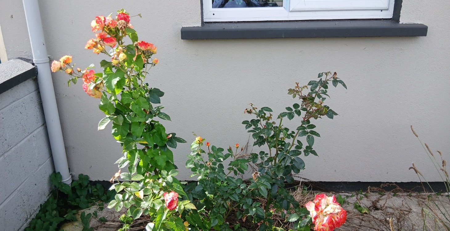 Gardening flower beds and Tips and Chat