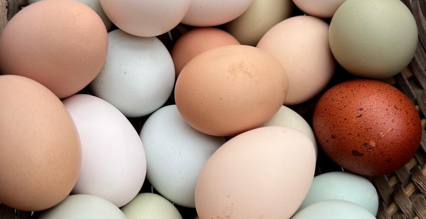 Raising Chickens