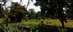 Suparna Dey