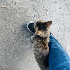 張 菀真