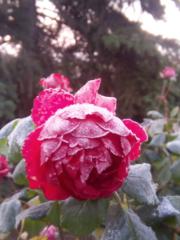 Malgorzata Ewa Rauch