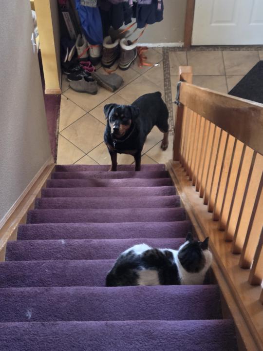 Show us your pets!! 