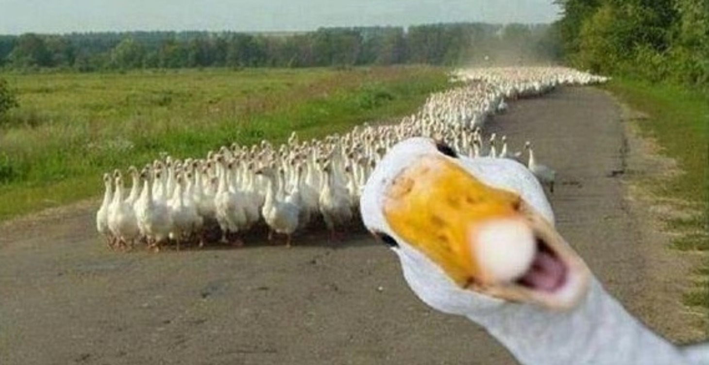 ODD DUCK? DO IT LOUD & PROUD (6 Sessions)