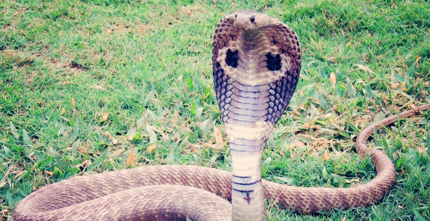 PICK YOUR POISON: Know Your Snake Remedies