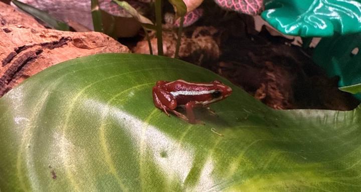 Moss and Shire Exotic Animals