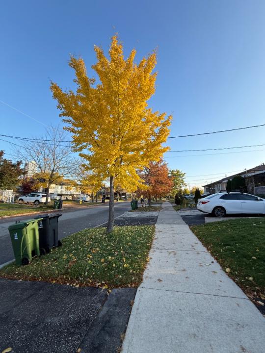 Cristine Joy Rafaela