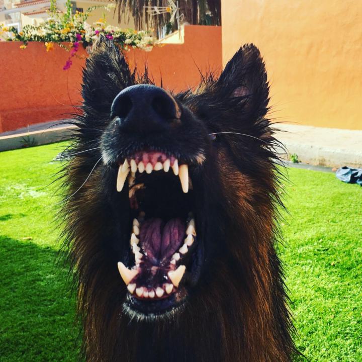 Toño Exposito