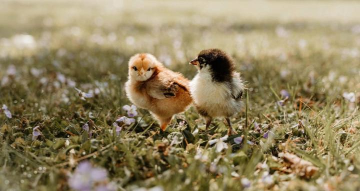 The Village Henhouse