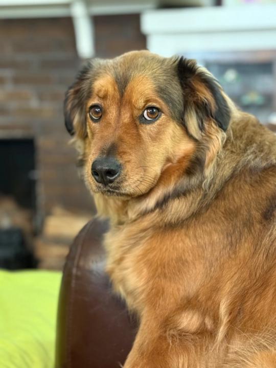 Michelle DeFields-Gambrel