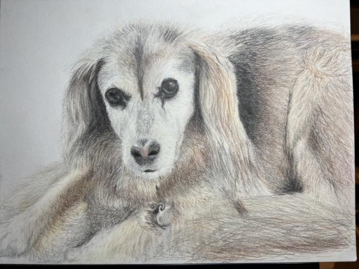 Dog Critique 