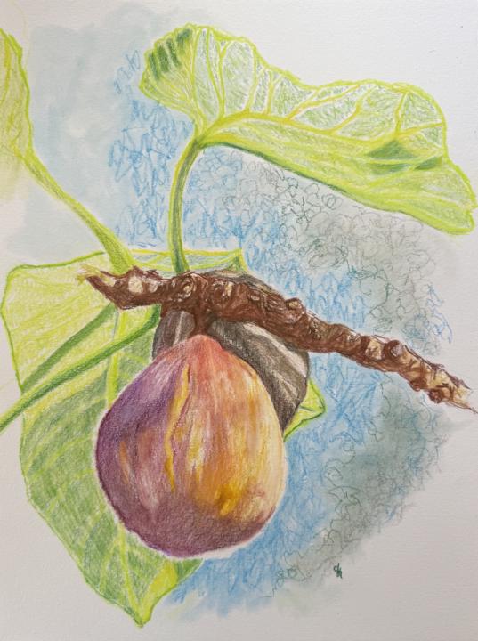 Fig