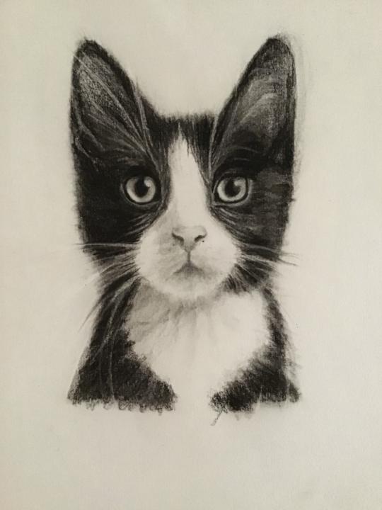 Scruffy Kitty